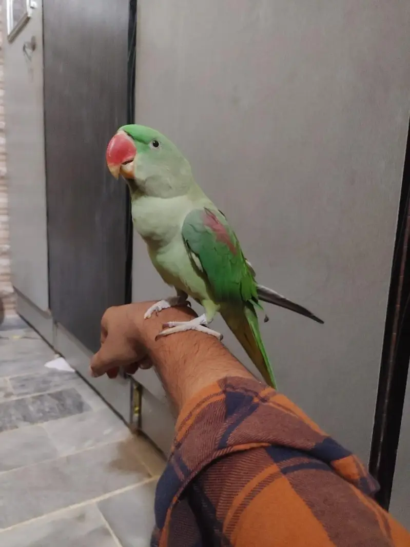 fully hand tamed raw parrot bacho se khelne wala tota — photo 5