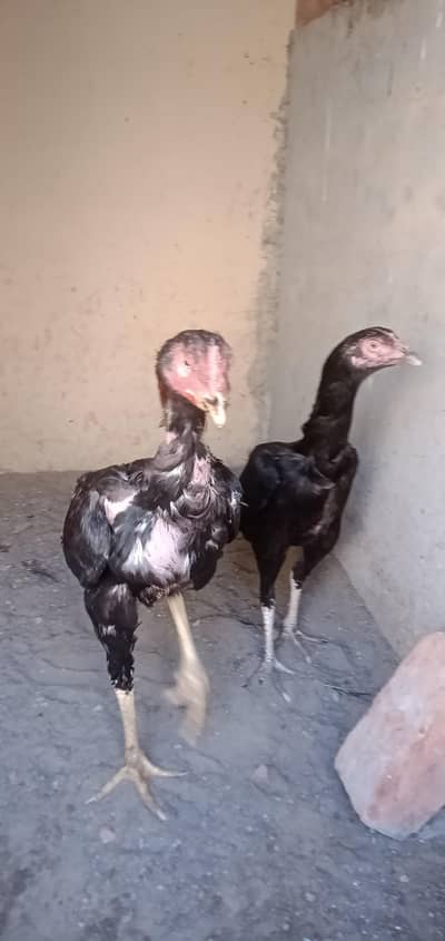 Thi mix mianwali