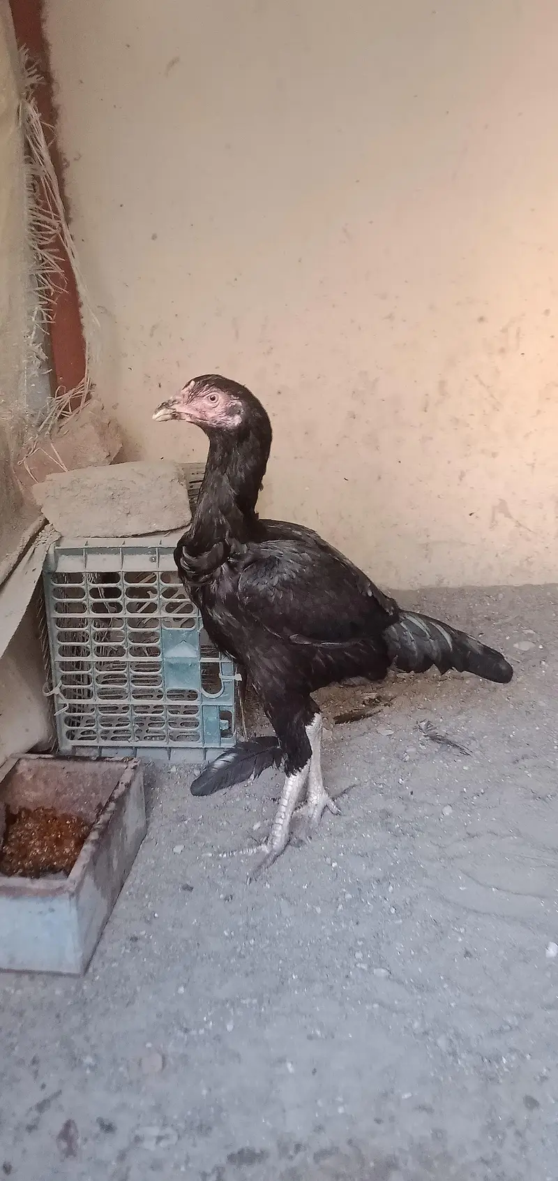 Thi mix mianwali — photo 2