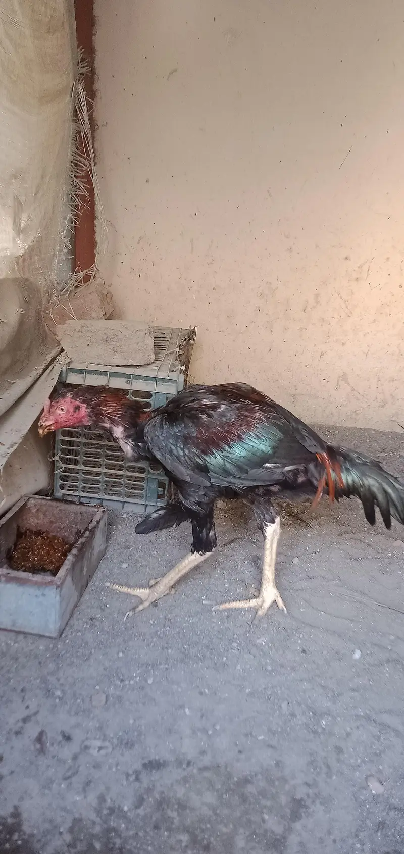 Thi mix mianwali — photo 3