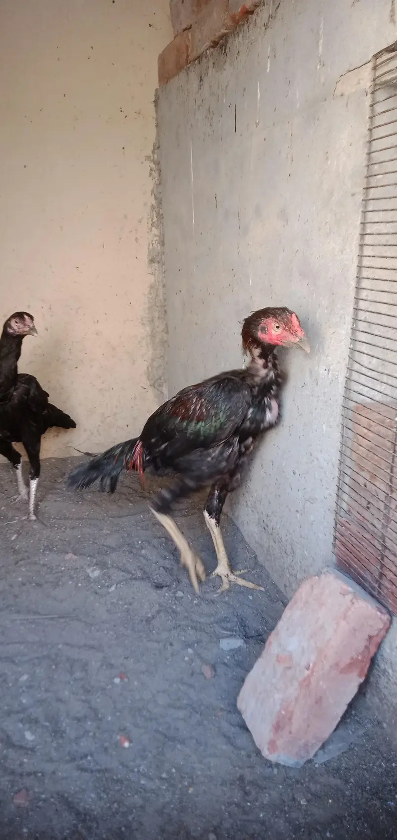 Thi mix mianwali — photo 4