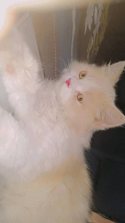 Persian cat (male)