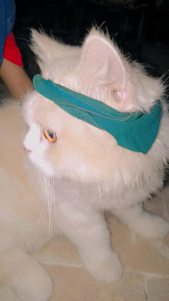 Persian cat (male) — photo 3