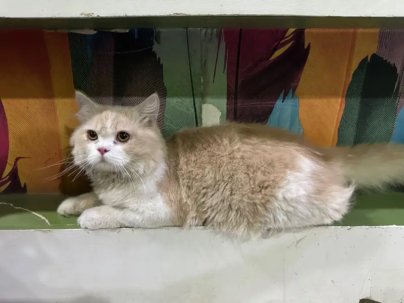 Persian cat (male) — photo 4