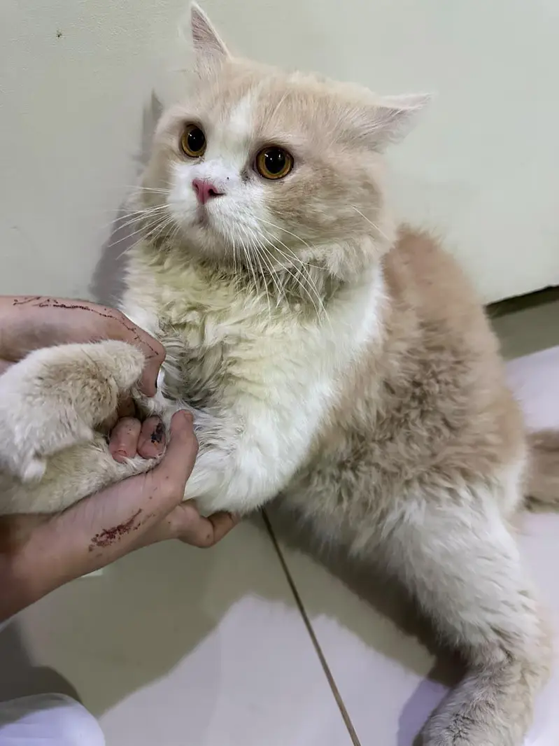 Persian cat (male) — photo 5