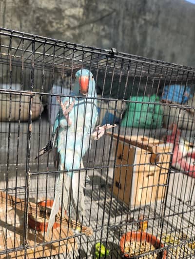 bluee ringneck parrot