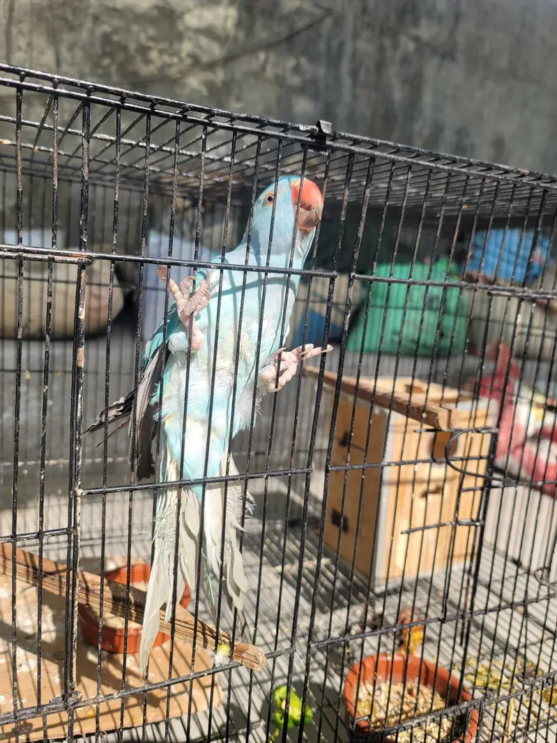 bluee ringneck parrot — photo 2
