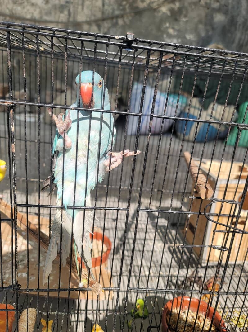bluee ringneck parrot 2