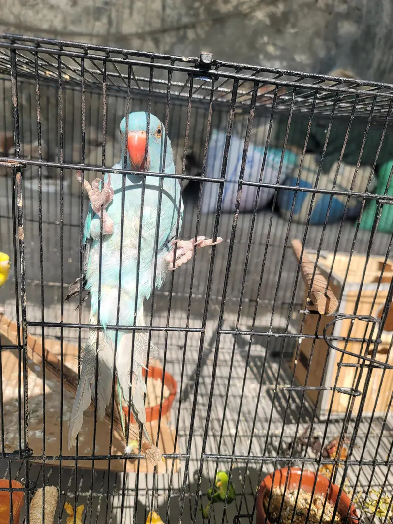 bluee ringneck parrot — photo 3