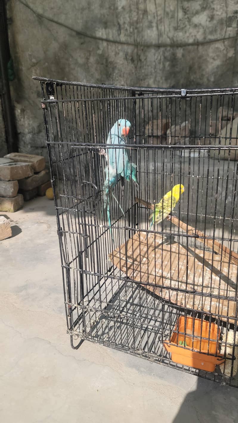 bluee ringneck parrot 3
