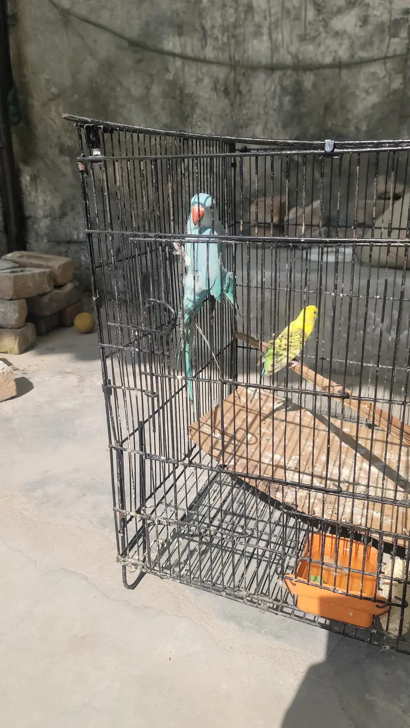 bluee ringneck parrot — photo 5