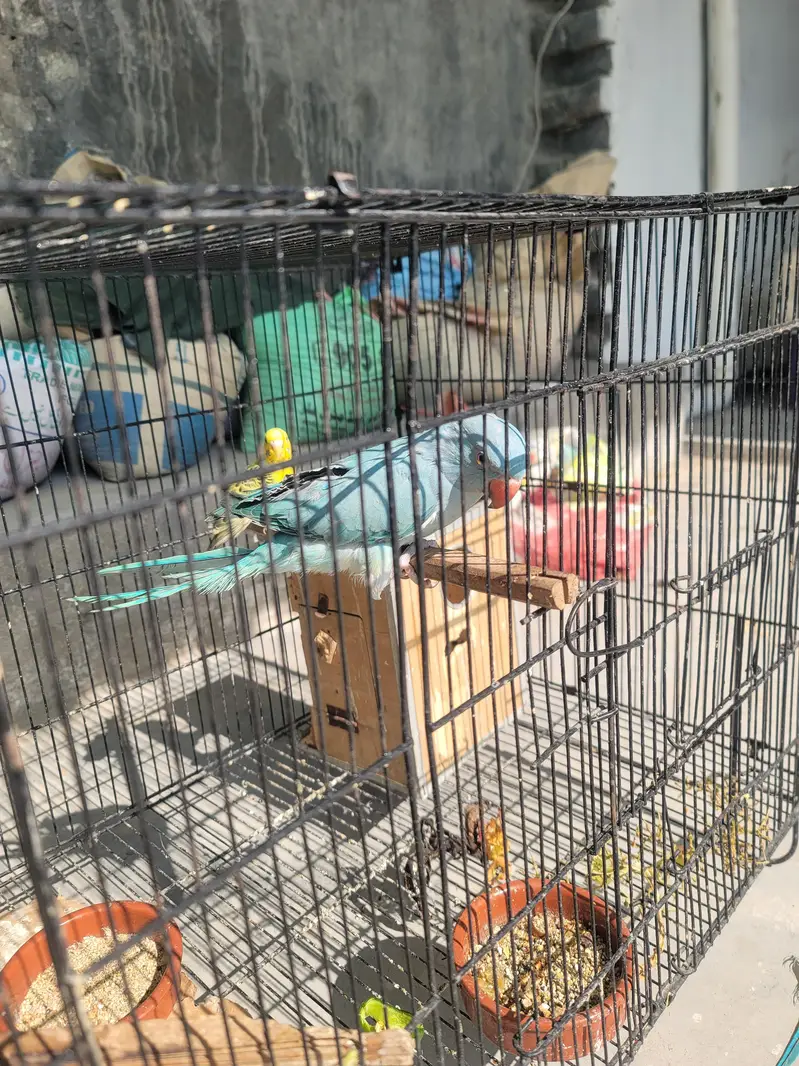 bluee ringneck parrot — photo 6