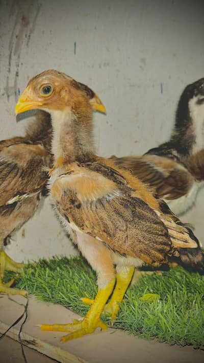 Aseel chicks