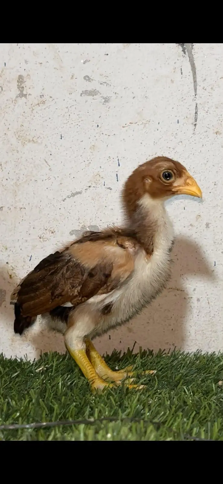 Aseel chicks — photo 2