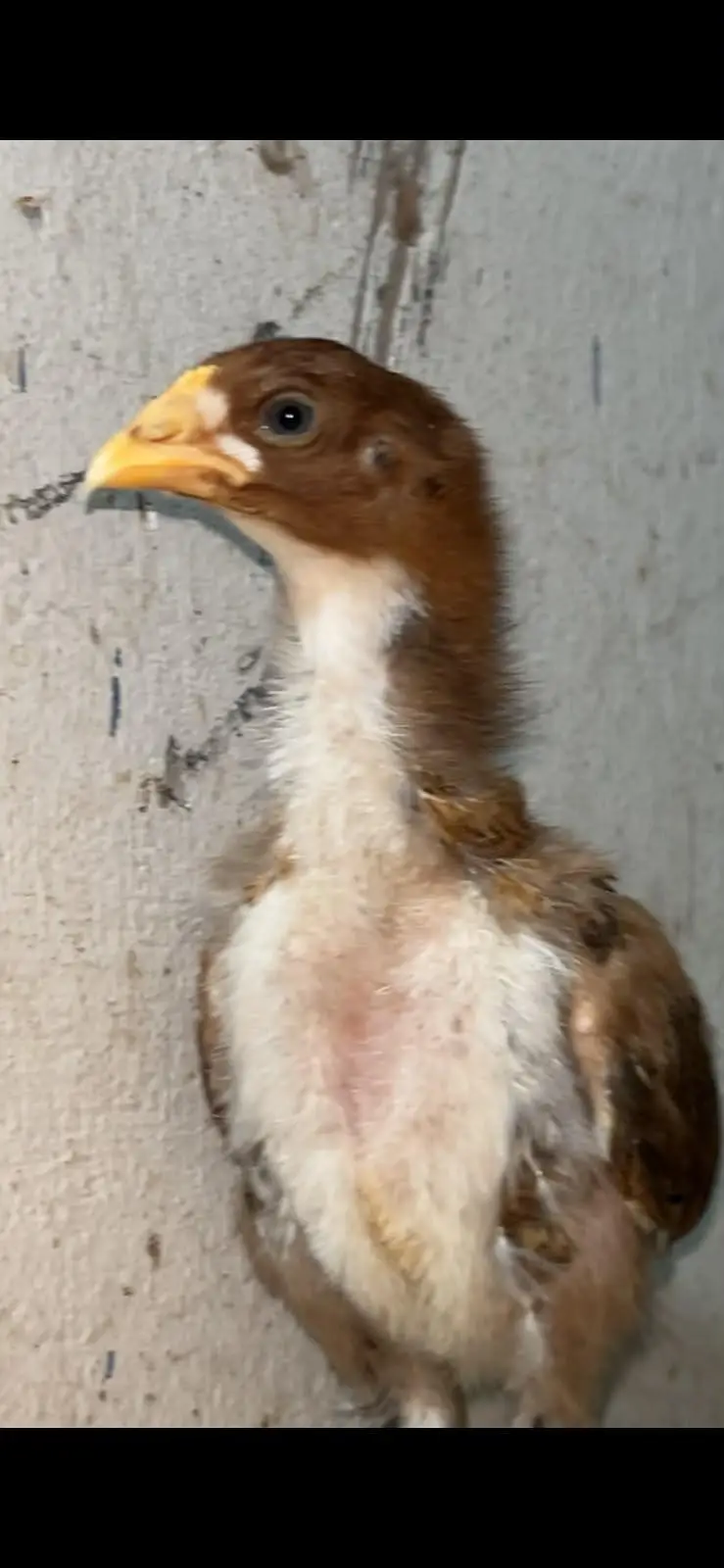 Aseel chicks — photo 3