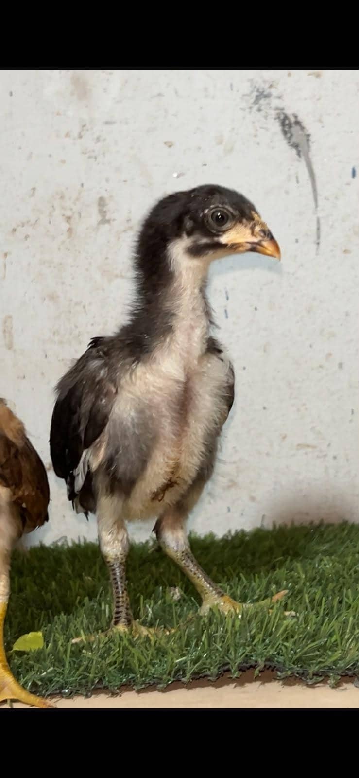 Aseel chicks 3