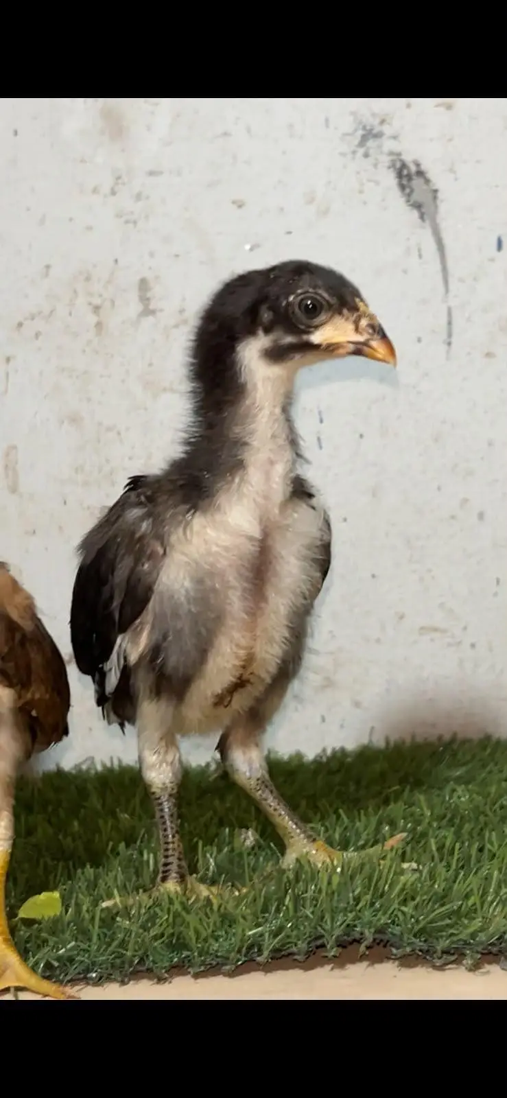 Aseel chicks — photo 4