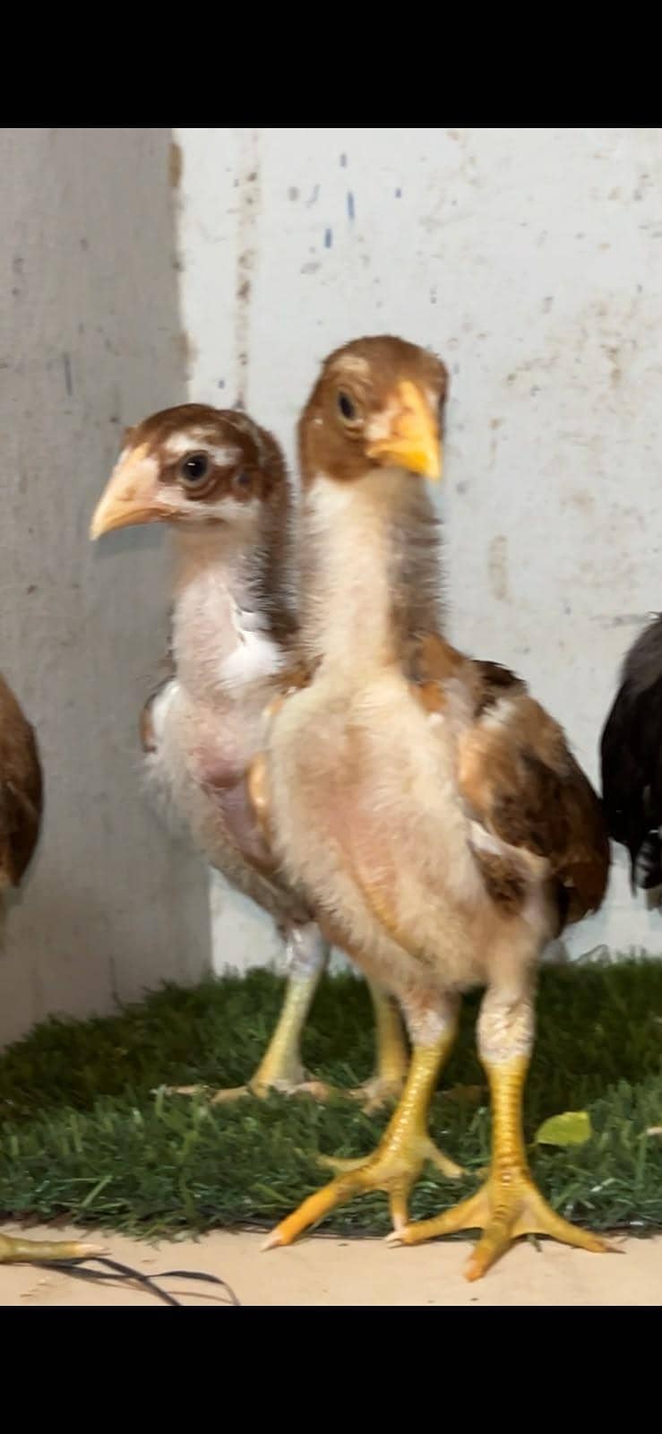 Aseel chicks 5