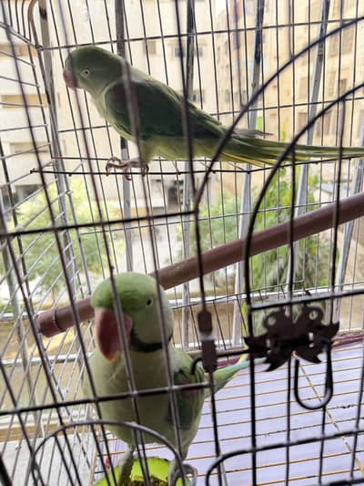 Green parrot pair with cage