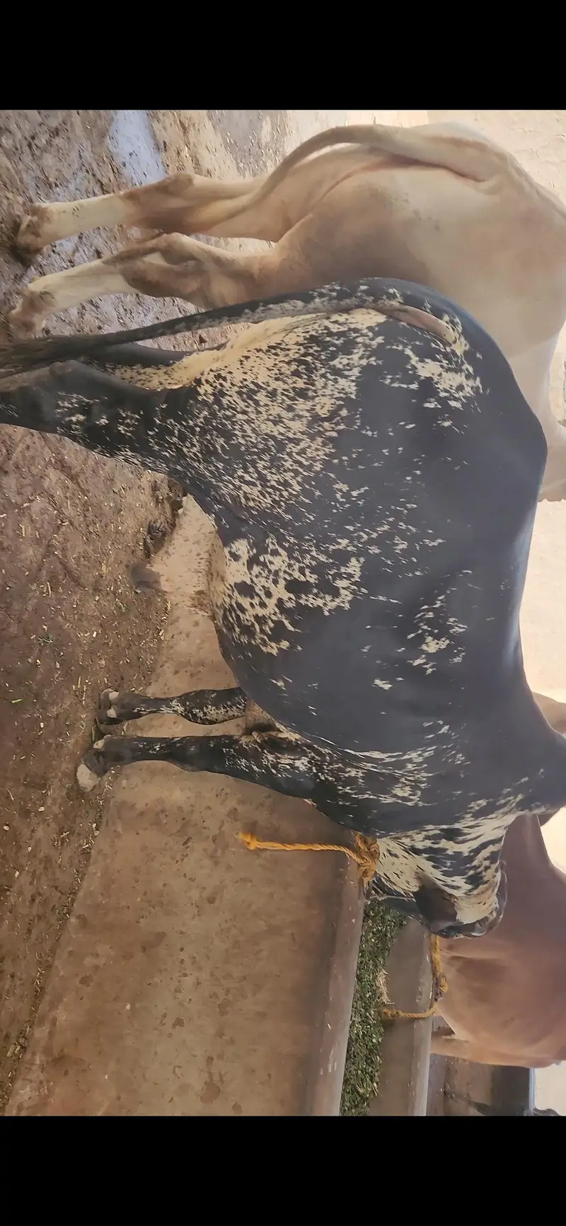42 Lac Demand. 16 Bulls Available for Sale — photo 7