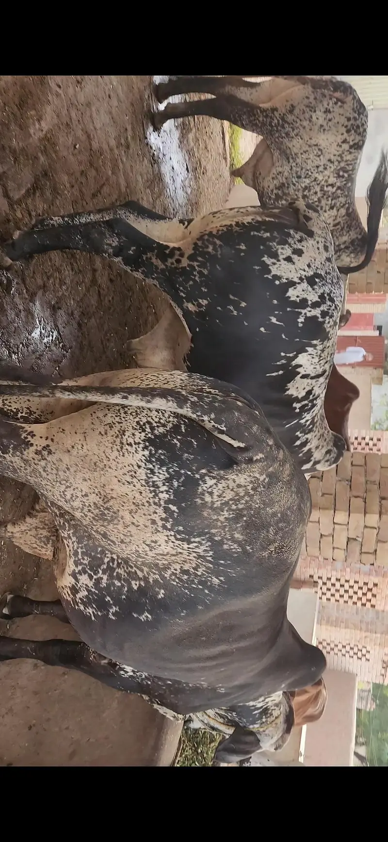42 Lac Demand. 16 Bulls Available for Sale — photo 8