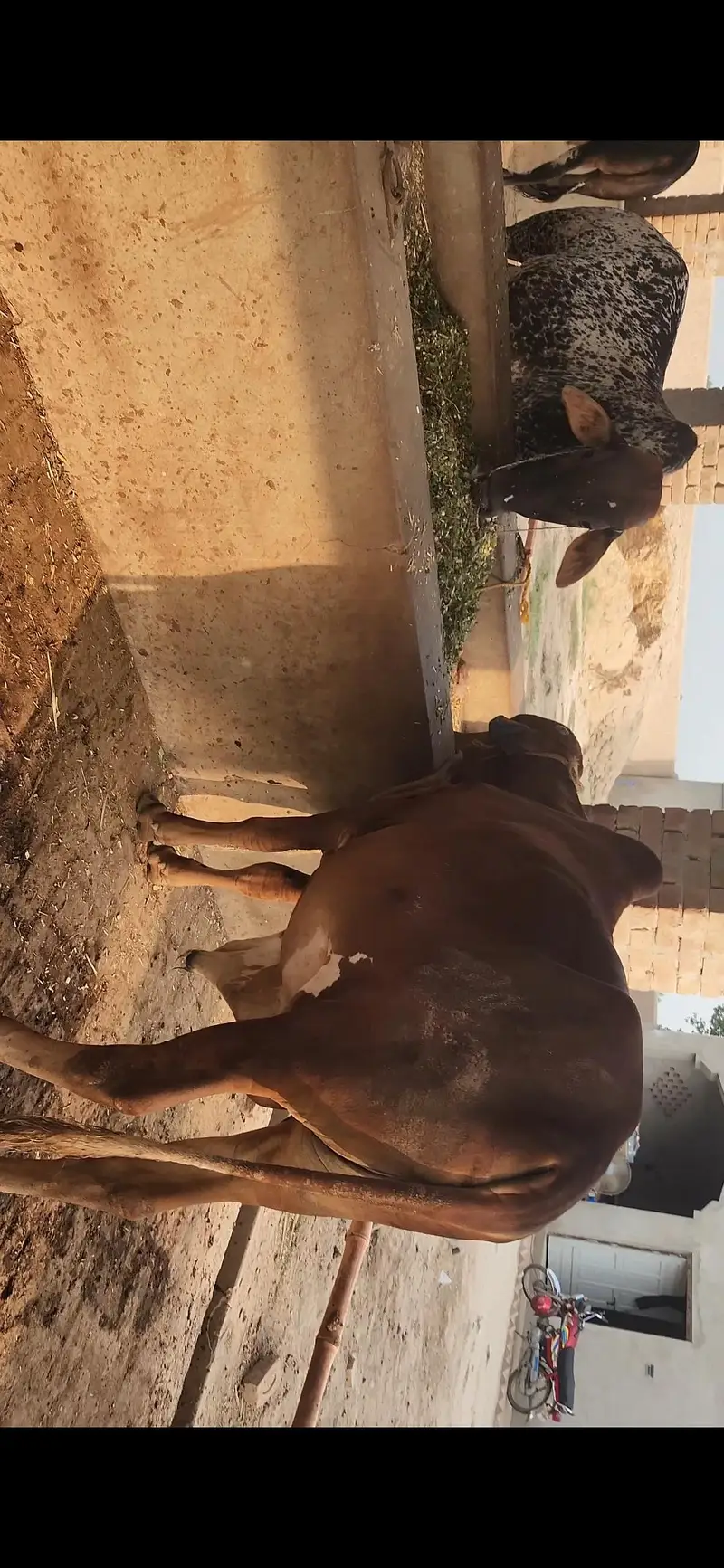 42 Lac Demand. 16 Bulls Available for Sale — photo 9