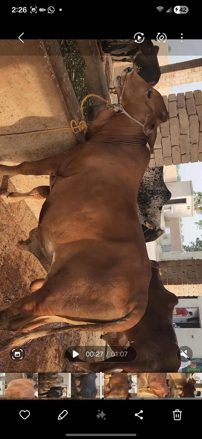 42 Lac Demand. 16 Bulls Available for Sale — photo 10