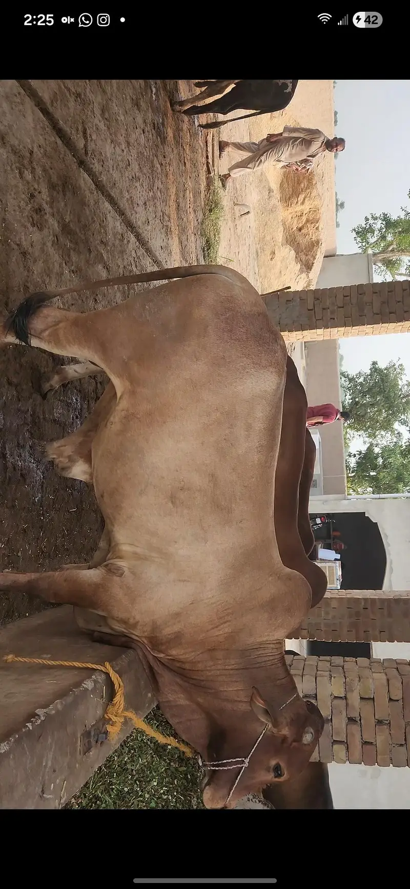 42 Lac Demand. 16 Bulls Available for Sale — photo 12