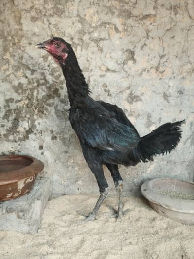 Burmi Pakoy Pathi Ready To Breed