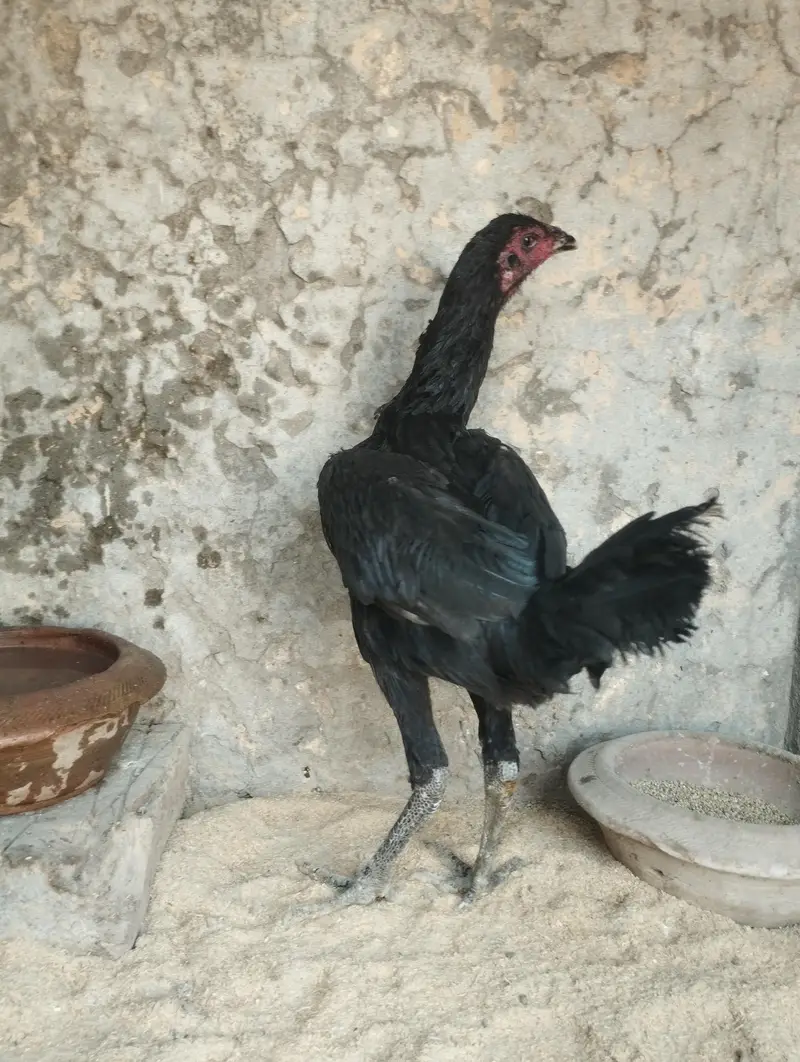 Burmi Pakoy Pathi Ready To Breed — photo 2