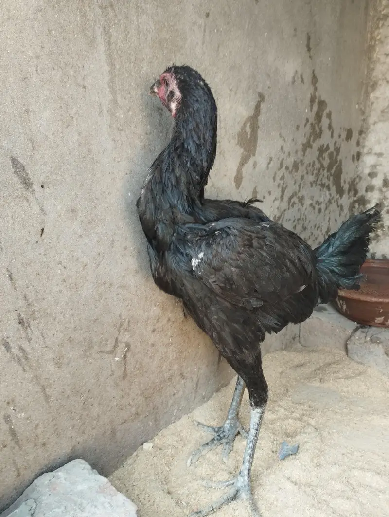 Burmi Pakoy Pathi Ready To Breed — photo 3