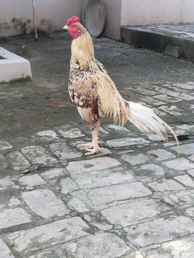 Aseel breeder murga for sale big height mazboot joru m