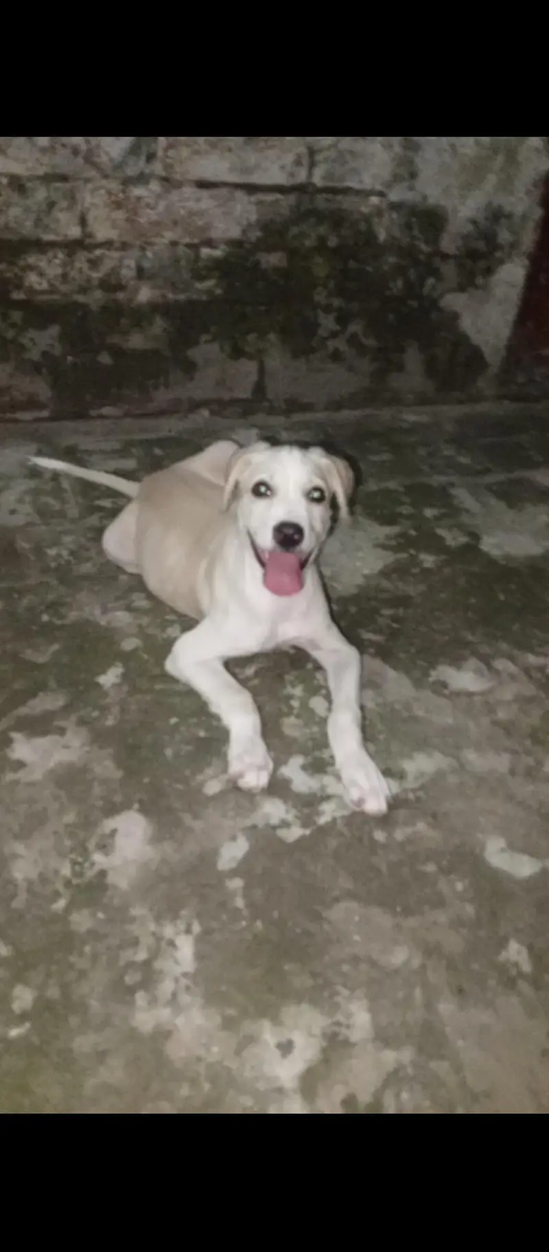 Bull Terrier  dog  puppy male 4 month age — photo 2