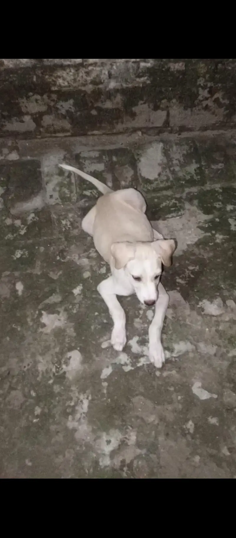 Bull Terrier  dog  puppy male 4 month age — photo 3