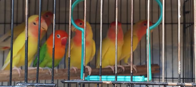 Lovebirds for sale.  Near Wah Cantt only.