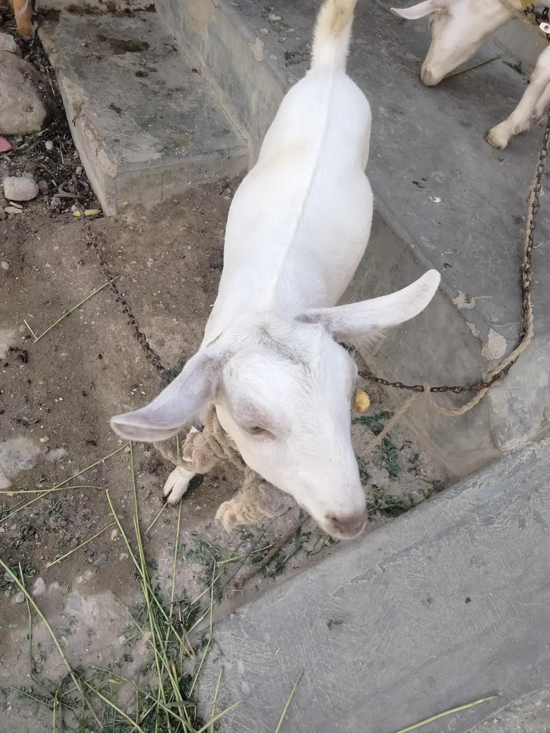 Barbari cross teddy healthy gabban bakri — photo 2