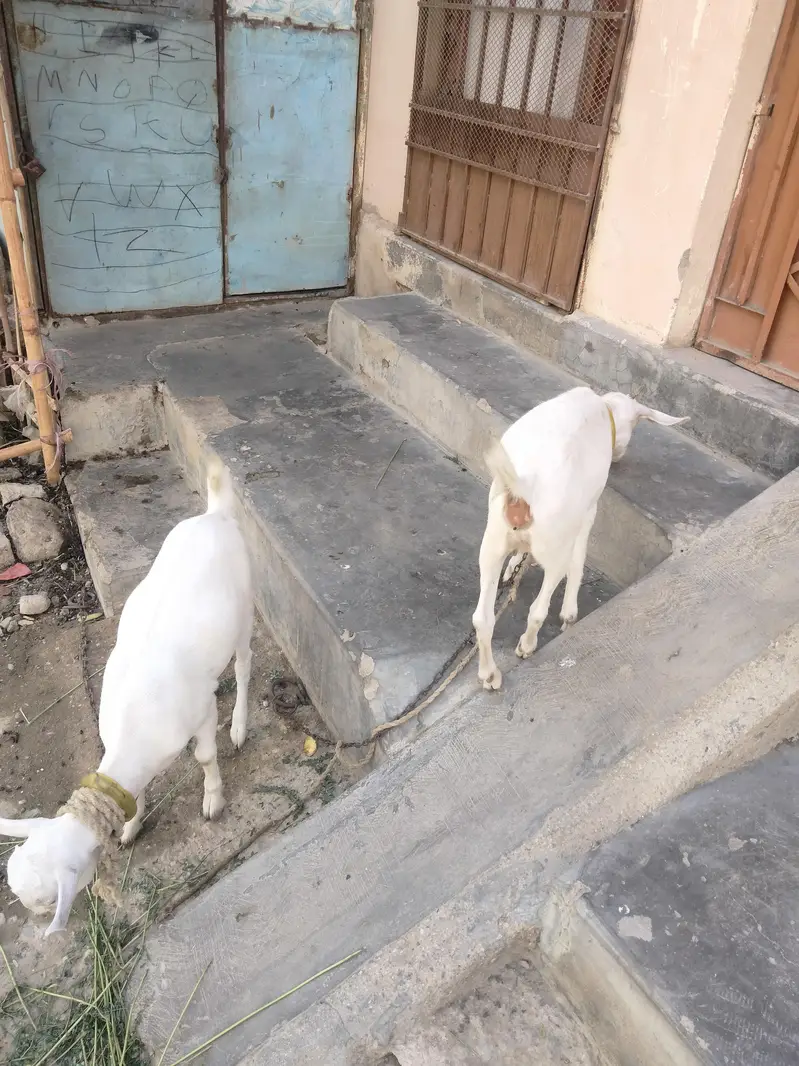 Barbari cross teddy healthy gabban bakri — photo 3