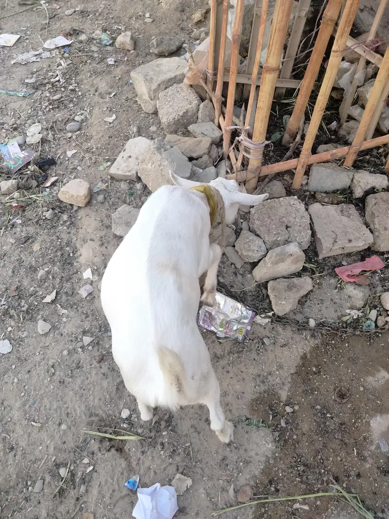 Barbari cross teddy healthy gabban bakri — photo 4