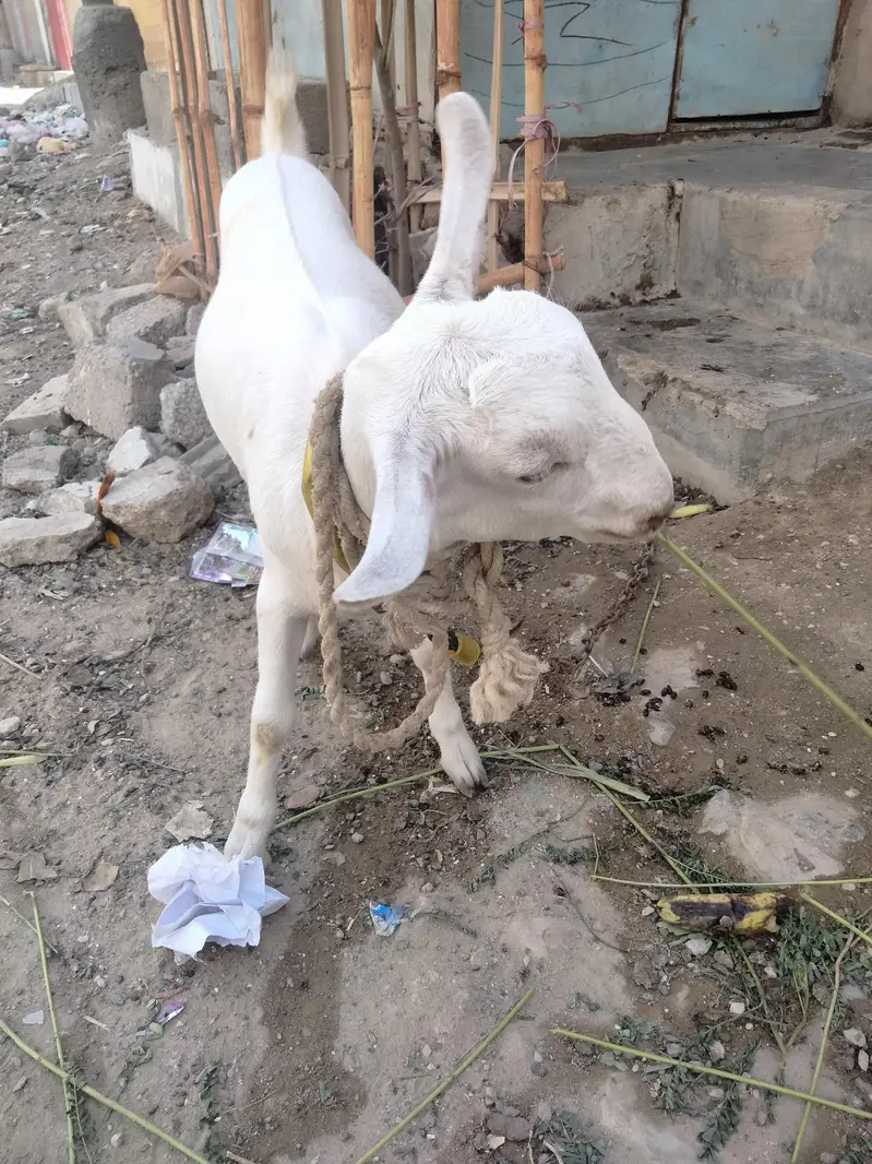 Barbari cross teddy healthy gabban bakri — photo 5
