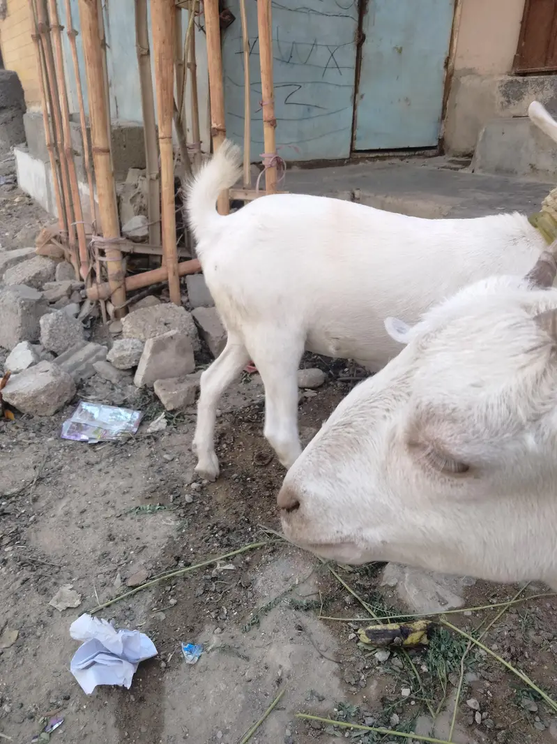 Barbari cross teddy healthy gabban bakri — photo 6