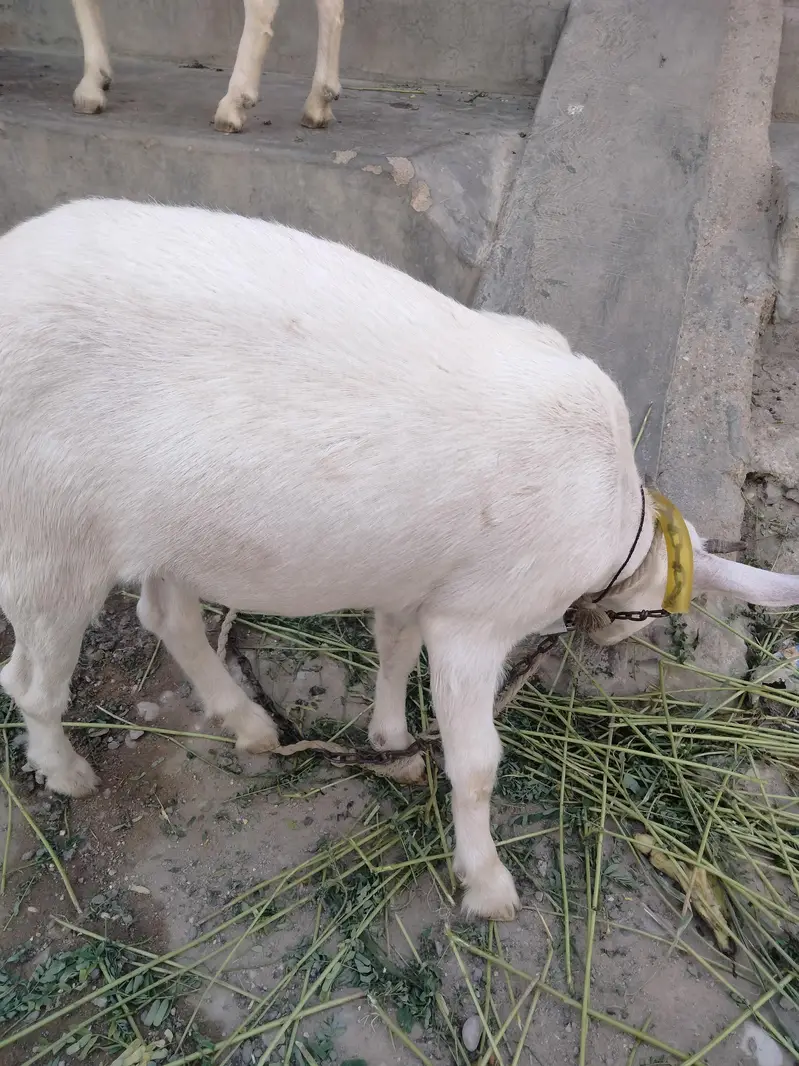 Barbari cross teddy healthy gabban bakri — photo 7