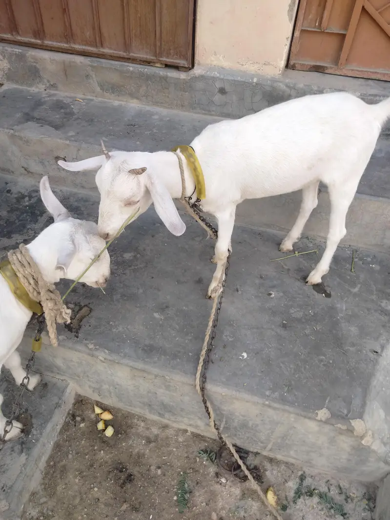 Barbari cross teddy healthy gabban bakri — photo 8
