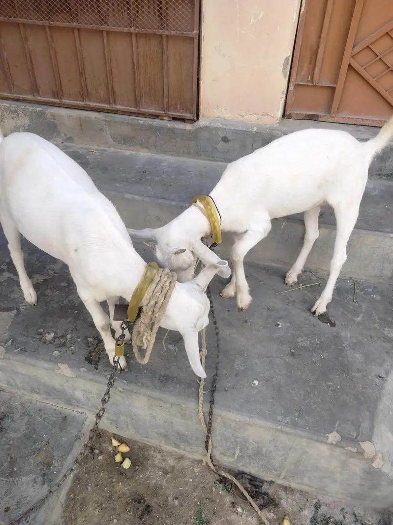Barbari cross teddy healthy gabban bakri — photo 9
