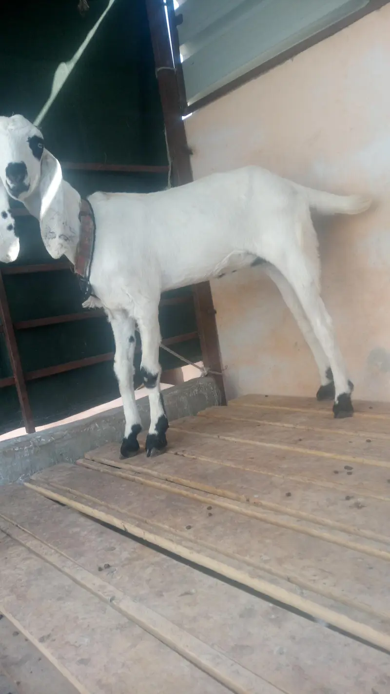 Panjab nasal ki putt ha 6 mahene ki — photo 2