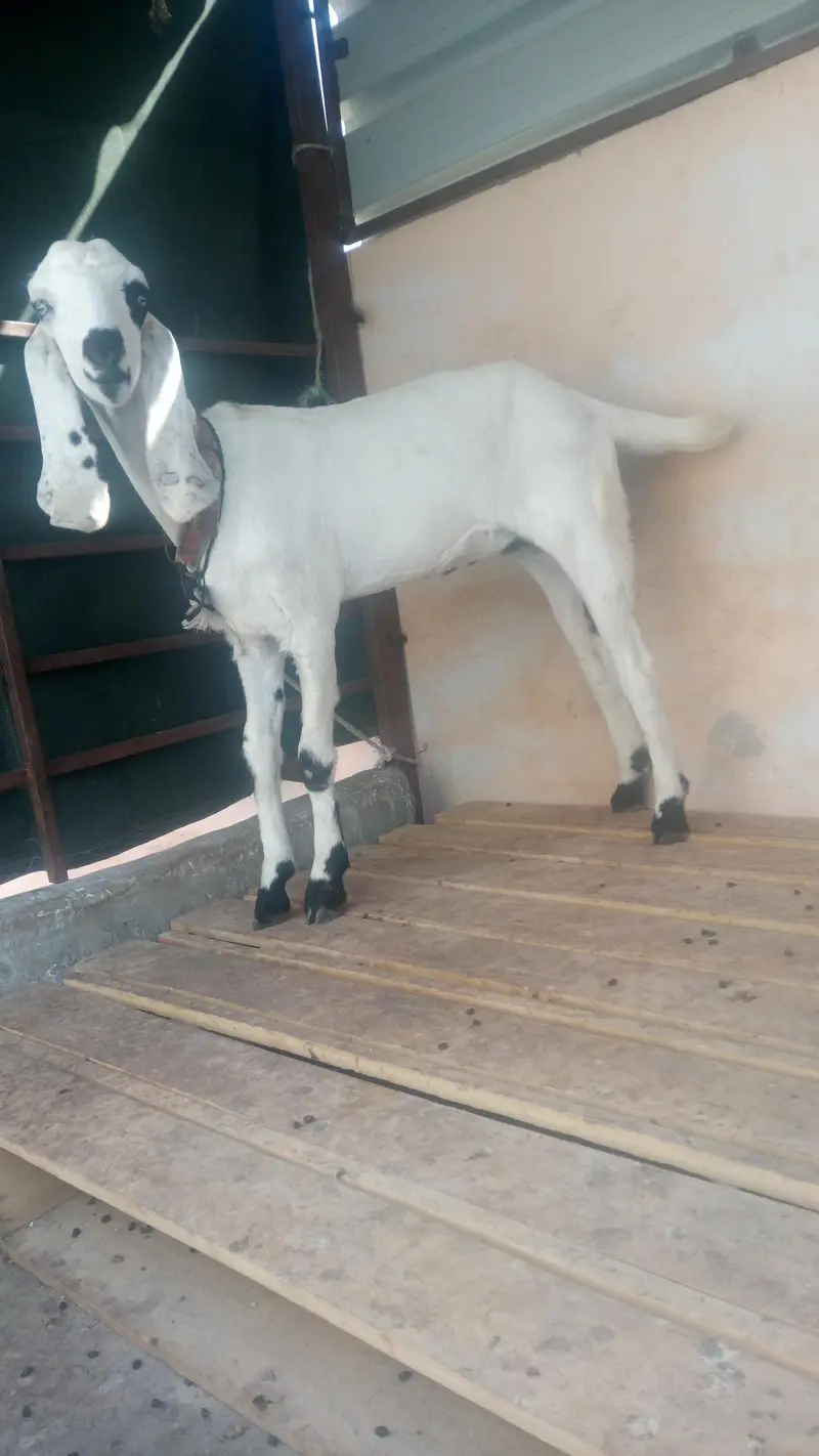Panjab nasal ki putt ha 6 mahene ki — photo 3