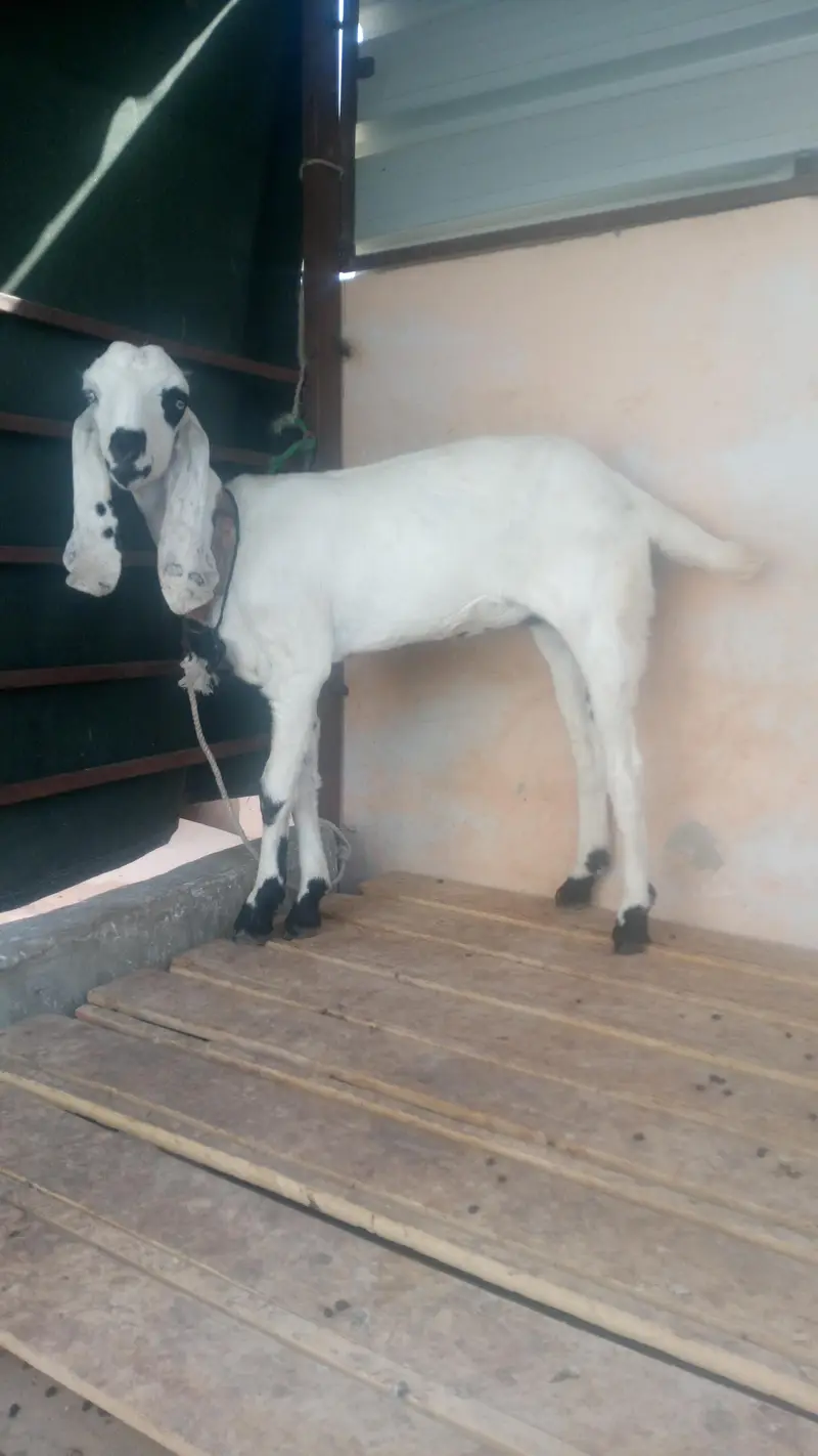 Panjab nasal ki putt ha 6 mahene ki — photo 4