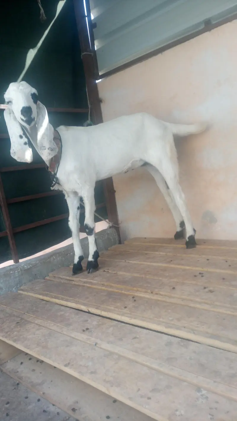 Panjab nasal ki putt ha 6 mahene ki — photo 5