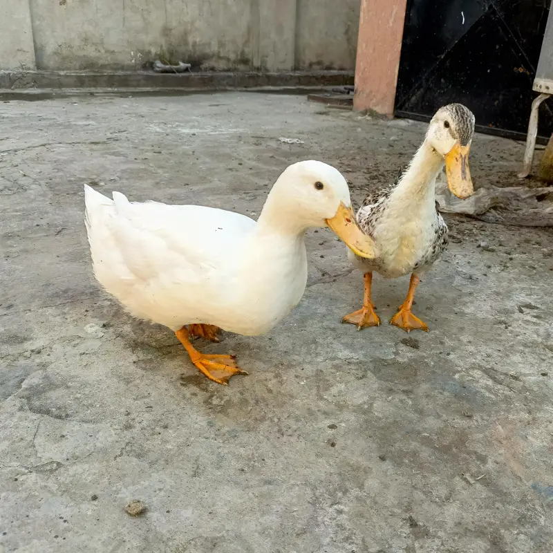 Ducks for sale