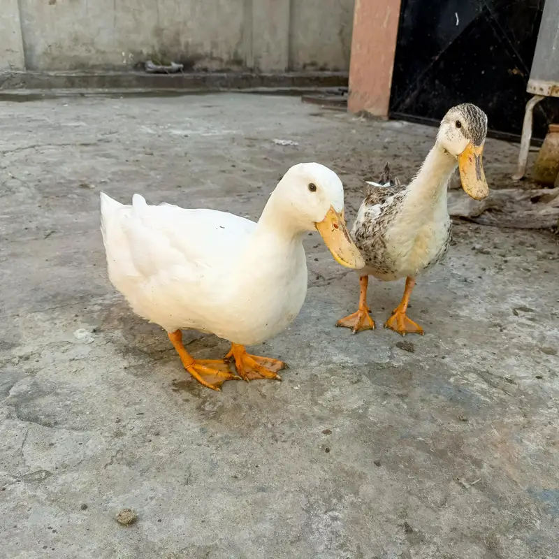 Ducks for sale — photo 2