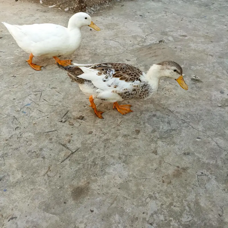 Ducks for sale — photo 3